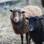 21.12.2019. Chęciny. Żywa szopka / Wiktor Taszłow / Radio Kielce