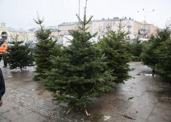 22.12.2019. Kielce. Choinki na Placu Wolności / Wiktor Taszłow / Radio Kielce