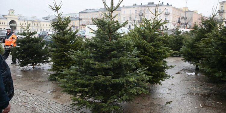 22.12.2019. Kielce. Choinki na Placu Wolności / Wiktor Taszłow / Radio Kielce