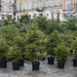 22.12.2019. Kielce. Choinki na Placu Wolności / Wiktor Taszłow / Radio Kielce