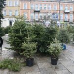 22.12.2019. Kielce. Choinki na Placu Wolności / Wiktor Taszłow / Radio Kielce