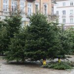 22.12.2019. Kielce. Choinki na Placu Wolności / Wiktor Taszłow / Radio Kielce