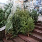 22.12.2019. Kielce. Choinki na Placu Wolności / Wiktor Taszłow / Radio Kielce