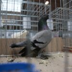 07.12.2019. Kielce. Świętokrzyska Wystawa Gołębi i Królików w Targach Kielce / Wiktor Taszlow / Radio Kielce