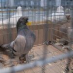 07.12.2019. Kielce. Świętokrzyska Wystawa Gołębi i Królików w Targach Kielce / Wiktor Taszlow / Radio Kielce