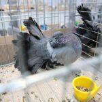 07.12.2019. Kielce. Świętokrzyska Wystawa Gołębi i Królików w Targach Kielce / Wiktor Taszlow / Radio Kielce