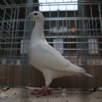 07.12.2019. Kielce. Świętokrzyska Wystawa Gołębi i Królików w Targach Kielce / Wiktor Taszlow / Radio Kielce