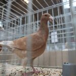 07.12.2019. Kielce. Świętokrzyska Wystawa Gołębi i Królików w Targach Kielce / Wiktor Taszlow / Radio Kielce