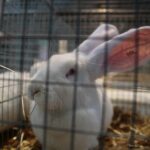 07.12.2019. Kielce. Świętokrzyska Wystawa Gołębi i Królików w Targach Kielce / Wiktor Taszlow / Radio Kielce