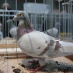 07.12.2019. Kielce. Świętokrzyska Wystawa Gołębi i Królików w Targach Kielce / Wiktor Taszlow / Radio Kielce