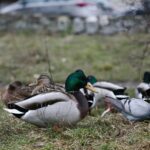 07.12.2019. Kielce. Spacer ornitologiczny / Wiktor Taszłow / Radio Kielce