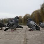 07.12.2019. Kielce. Spacer ornitologiczny / Wiktor Taszłow / Radio Kielce