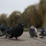 07.12.2019. Kielce. Spacer ornitologiczny / Wiktor Taszłow / Radio Kielce