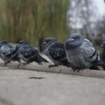 07.12.2019. Kielce. Spacer ornitologiczny / Wiktor Taszłow / Radio Kielce