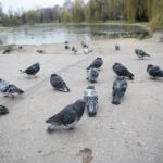 07.12.2019. Kielce. Spacer ornitologiczny / Wiktor Taszłow / Radio Kielce