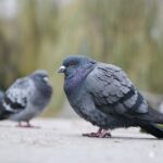 07.12.2019. Kielce. Spacer ornitologiczny / Wiktor Taszłow / Radio Kielce