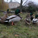 07.12.2019. Kielce. Spacer ornitologiczny / Wiktor Taszłow / Radio Kielce