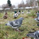 07.12.2019. Kielce. Spacer ornitologiczny / Wiktor Taszłow / Radio Kielce