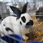 08.12.2019. Kielce. Świętokrzyska Wystawa Gołębi i Królików / Wiktor Taszłow / Radio Kielce