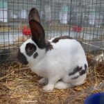 08.12.2019. Kielce. Świętokrzyska Wystawa Gołębi i Królików / Wiktor Taszłow / Radio Kielce