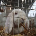 08.12.2019. Kielce. Świętokrzyska Wystawa Gołębi i Królików / Wiktor Taszłow / Radio Kielce