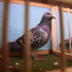 08.12.2019. Kielce. Świętokrzyska Wystawa Gołębi i Królików / Wiktor Taszłow / Radio Kielce