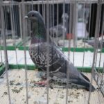 08.12.2019. Kielce. Świętokrzyska Wystawa Gołębi i Królików / Wiktor Taszłow / Radio Kielce