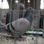 08.12.2019. Kielce. Świętokrzyska Wystawa Gołębi i Królików / Wiktor Taszłow / Radio Kielce