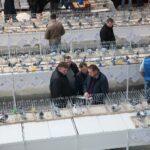 08.12.2019. Kielce. Świętokrzyska Wystawa Gołębi i Królików / Wiktor Taszłow / Radio Kielce