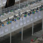 08.12.2019. Kielce. Świętokrzyska Wystawa Gołębi i Królików / Wiktor Taszłow / Radio Kielce