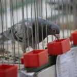 08.12.2019. Kielce. Świętokrzyska Wystawa Gołębi i Królików / Wiktor Taszłow / Radio Kielce