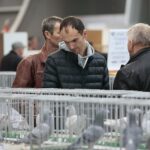 08.12.2019. Kielce. Świętokrzyska Wystawa Gołębi i Królików / Wiktor Taszłow / Radio Kielce