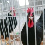 08.12.2019. Kielce. Świętokrzyska Wystawa Gołębi i Królików / Wiktor Taszłow / Radio Kielce