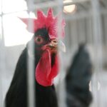 08.12.2019. Kielce. Świętokrzyska Wystawa Gołębi i Królików / Wiktor Taszłow / Radio Kielce