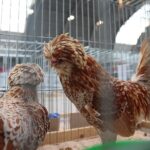 08.12.2019. Kielce. Świętokrzyska Wystawa Gołębi i Królików / Wiktor Taszłow / Radio Kielce