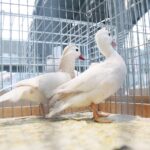 08.12.2019. Kielce. Świętokrzyska Wystawa Gołębi i Królików / Wiktor Taszłow / Radio Kielce