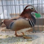 08.12.2019. Kielce. Świętokrzyska Wystawa Gołębi i Królików / Wiktor Taszłow / Radio Kielce