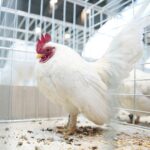 08.12.2019. Kielce. Świętokrzyska Wystawa Gołębi i Królików / Wiktor Taszłow / Radio Kielce