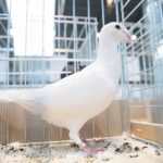 08.12.2019. Kielce. Świętokrzyska Wystawa Gołębi i Królików / Wiktor Taszłow / Radio Kielce