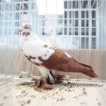 08.12.2019. Kielce. Świętokrzyska Wystawa Gołębi i Królików / Wiktor Taszłow / Radio Kielce