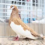 08.12.2019. Kielce. Świętokrzyska Wystawa Gołębi i Królików / Wiktor Taszłow / Radio Kielce