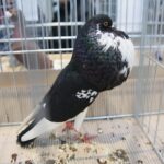 08.12.2019. Kielce. Świętokrzyska Wystawa Gołębi i Królików / Wiktor Taszłow / Radio Kielce