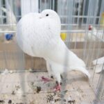 08.12.2019. Kielce. Świętokrzyska Wystawa Gołębi i Królików / Wiktor Taszłow / Radio Kielce