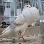 08.12.2019. Kielce. Świętokrzyska Wystawa Gołębi i Królików / Wiktor Taszłow / Radio Kielce