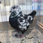 08.12.2019. Kielce. Świętokrzyska Wystawa Gołębi i Królików / Wiktor Taszłow / Radio Kielce