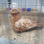 08.12.2019. Kielce. Świętokrzyska Wystawa Gołębi i Królików / Wiktor Taszłow / Radio Kielce