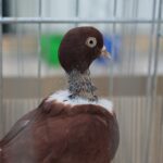 08.12.2019. Kielce. Świętokrzyska Wystawa Gołębi i Królików / Wiktor Taszłow / Radio Kielce