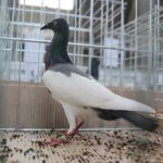 08.12.2019. Kielce. Świętokrzyska Wystawa Gołębi i Królików / Wiktor Taszłow / Radio Kielce