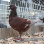 08.12.2019. Kielce. Świętokrzyska Wystawa Gołębi i Królików / Wiktor Taszłow / Radio Kielce