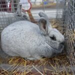 08.12.2019. Kielce. Świętokrzyska Wystawa Gołębi i Królików / Wiktor Taszłow / Radio Kielce